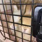 أرنبين نضيفه مافيها شي