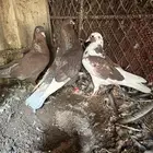 حمام قطايف