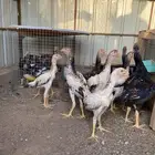 دجاج شامو ياباني
