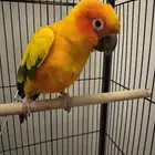 صن كنيور أليف