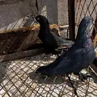 حمام تركي اسود لمعه