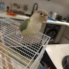 مبااع