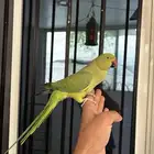 انثى دره اليفه و هدد مزاجي و متكلمه في الوجه