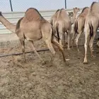 قعدان كفو للبيع تصلح زواجات ومبادي بسعر مناسب