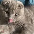 سكوتش فولد للبيع