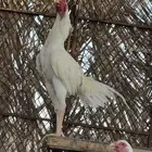 باكستاني صنف