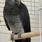 للبيع ببغاء غيني ذكر بشهادة تحليل