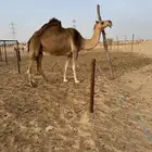 حمراء ضروبه