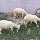 تيس و 3 طليان للبيع