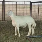 فحل حري