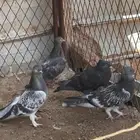 حمام