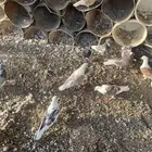حمام مشكل