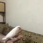 روز البينو