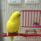 بالجي متكلم اليف او هدد والله ماجربت عندها بابا وسلام عليكم