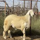 فحل حري فاخر تم البيع تم البيع