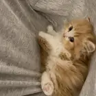 فقط عمر شهرين شيرازي للبيع
