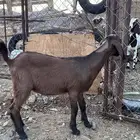 معزا سوريات