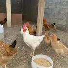 دجاج مع ديوك فرنسي