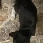 قطط للتبني
