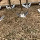 مخراش حراثه للبيع 7 سنون