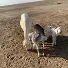 حريه معها 3