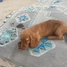 كلب كويكر العمر 4 اشهر