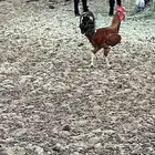 ديك ترثه قديم