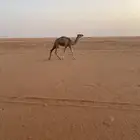 مفروده شقحى