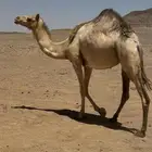 ذلول سلالة فل