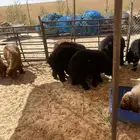 ذبايح هرافى عرب بريه
