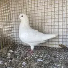 حمام فرنسي