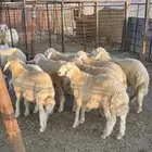طليان بريه إنتاج المراح