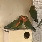 للبيع 6 طيور فيشر