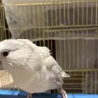 طير روز أنثى العمر 4 سنوات