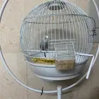 عصفور للبيع