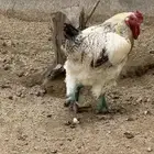 2 ديك براهما