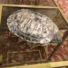 سلحفاه برمائيه
