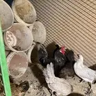 دجاج بلدي بياض أربع دجاج وديك عل السوم