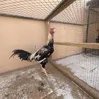 ديك فارسي