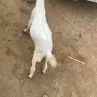 تيس للبيع