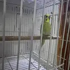 زوج طيور الحب