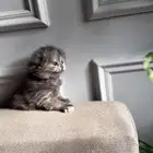 قطط سكوتش كيتن للبيع