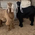 معزا جفار مصريات صنف( تم البيع)