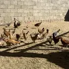 البيع دجاج العمر شهرين و نص شرط من المرض العدد تقريبا 100