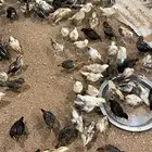 صوص دجاج بلدي