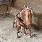 عنز تحت انثى