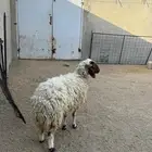 شاه نعيمية حايل