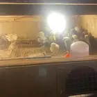 صوص بلدي