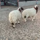 جذعان 10 شهور