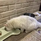 السلام عليكم ورحمة الله وبركاته قطه للتبني